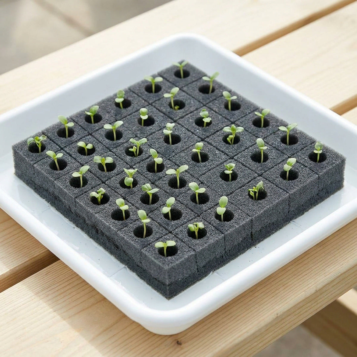 Hydroponic Grow Sponge Set – Soilless Seedling Plugs for Nursery Trays, Vegetable Propagation, Indoor Gardens and Seed Starting