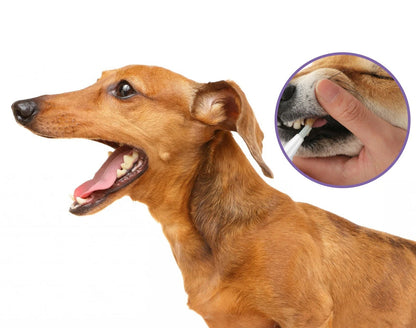 Pet Dental Cleaning Gel Pen – Removes Dog Tooth Stains, Tartar, Bad Breath & Plaque for Whiter, Healthier Teeth