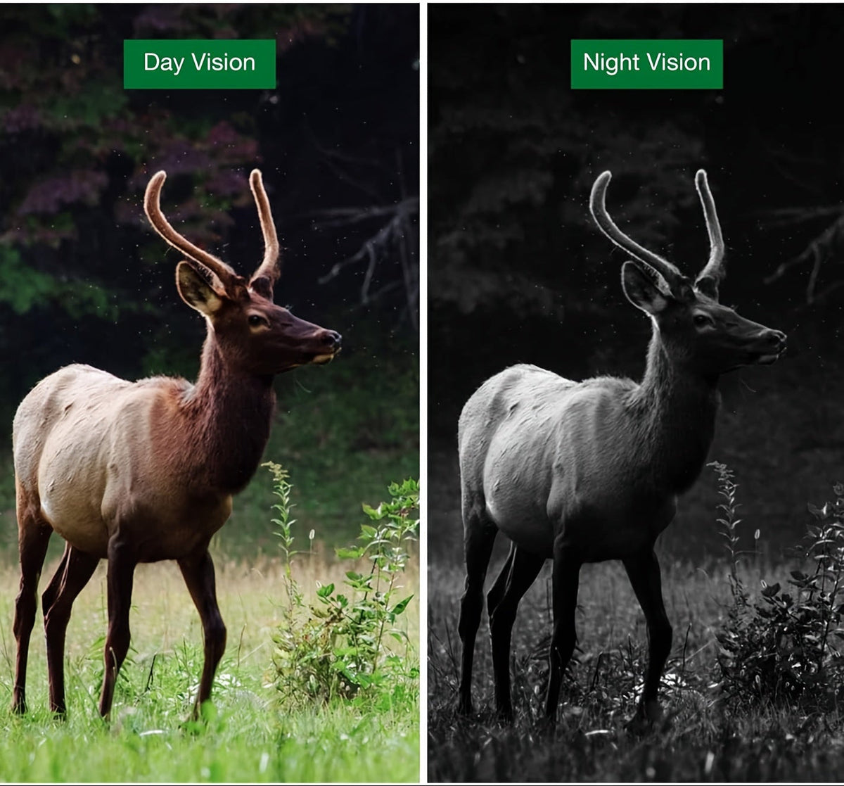 Trail Camera with Night Vision – 20MP Motion-Activated Wildlife Monitoring Camera with 0.8s Trigger and 1080P Video