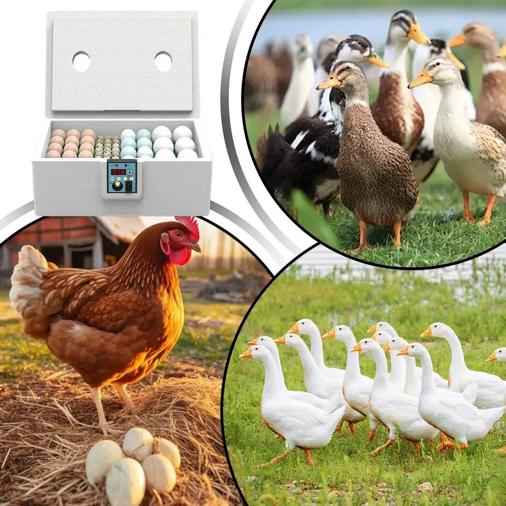 Automatic Egg Incubator - 10-25 Egg Turning Machine with Temperature Control for Duck, Poultry or Farming Lab Hatchery Use