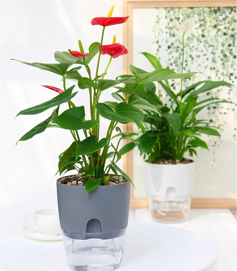Self-Watering Transparent Planter – Dual-Layer Flower Pot with Cotton Rope Irrigation