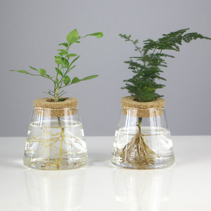 Glass Vase Propagation Station – Tabletop Hydroponic Plant Rack for Cuttings, Indoor Greenery and Stylish Home or Office Decor