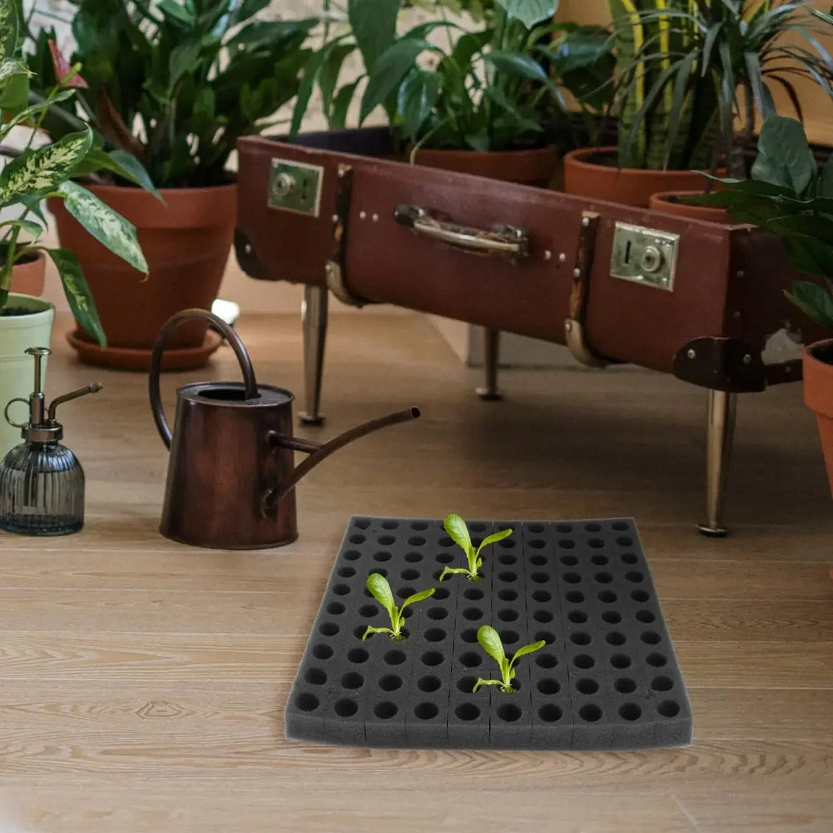 Hydroponic Grow Sponge Set – Soilless Seedling Plugs for Nursery Trays, Vegetable Propagation, Indoor Gardens and Seed Starting