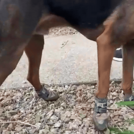 Waterproof Dog Shoes - The Ultimate Paw Protectors