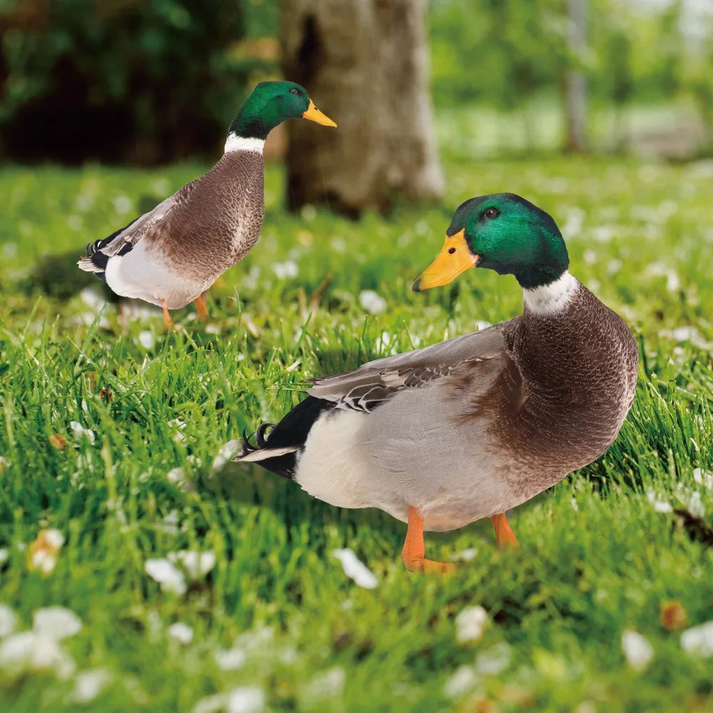 Duck Sculpture | Lifelike Duck For The Garden