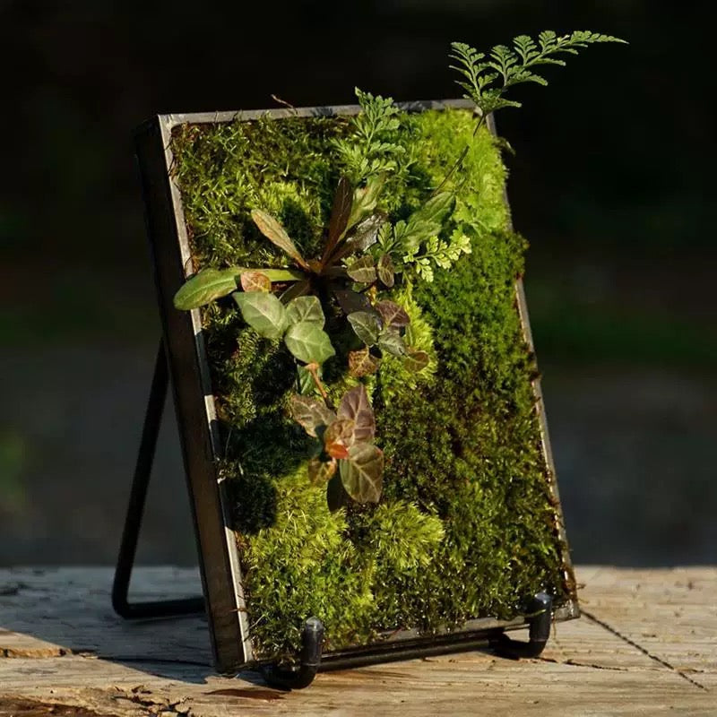 Mini Moss Fern Terrarium Frame – 12x17CM Glass Landscape Display with Stand for Succulents, Tabletop Decor and Nature-Inspired Home Styling