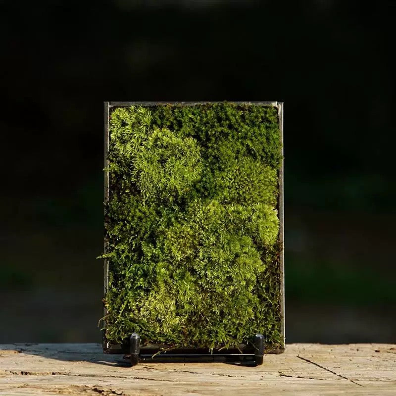 Mini Moss Fern Terrarium Frame – 12x17CM Glass Landscape Display with Stand for Succulents, Tabletop Decor and Nature-Inspired Home Styling