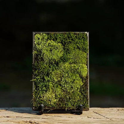 Mini Moss Fern Terrarium Frame – 12x17CM Glass Landscape Display with Stand for Succulents, Tabletop Decor and Nature-Inspired Home Styling