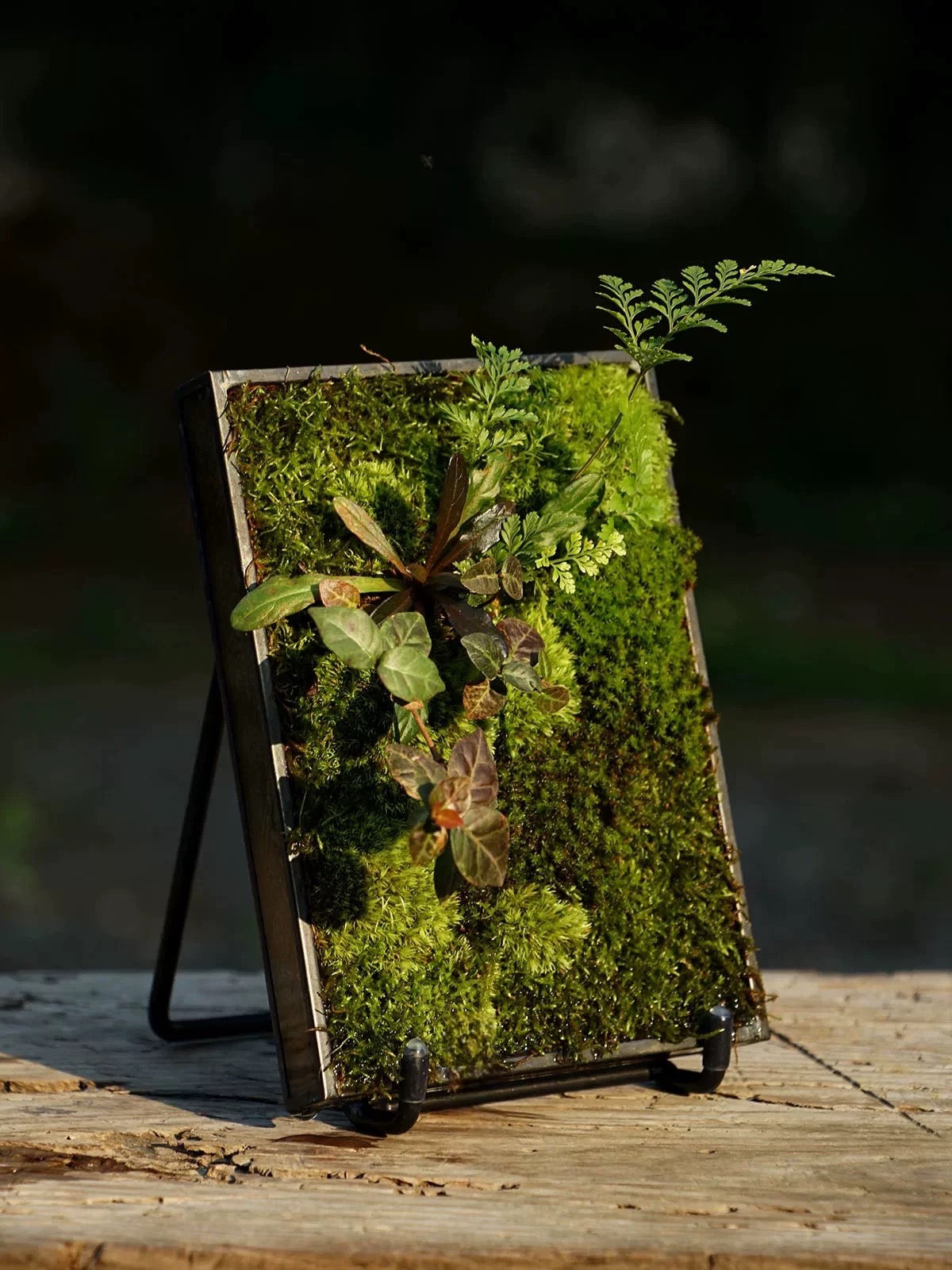 Mini Moss Fern Terrarium Frame – 12x17CM Glass Landscape Display with Stand for Succulents, Tabletop Decor and Nature-Inspired Home Styling