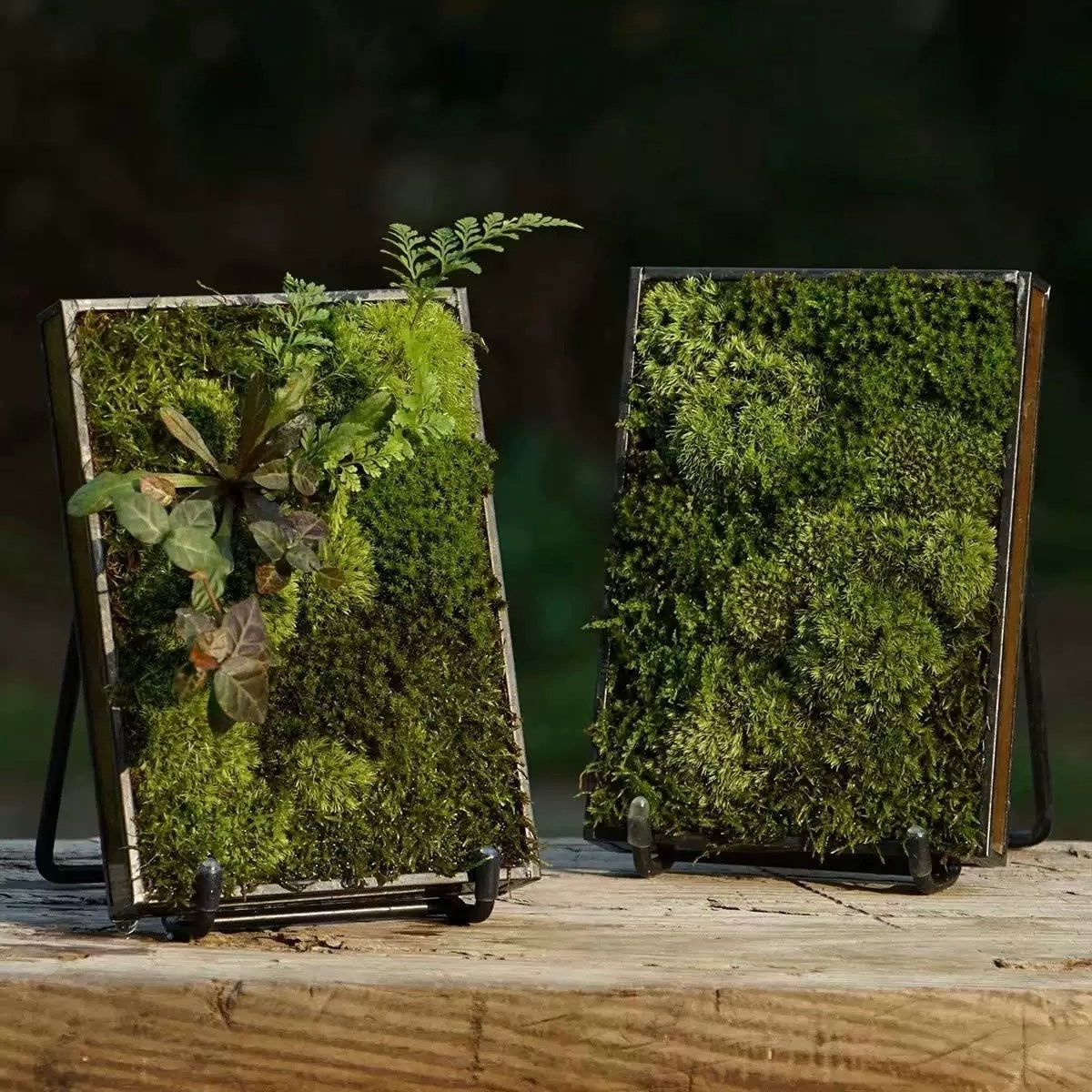 Mini Moss Fern Terrarium Frame – 12x17CM Glass Landscape Display with Stand for Succulents, Tabletop Decor and Nature-Inspired Home Styling