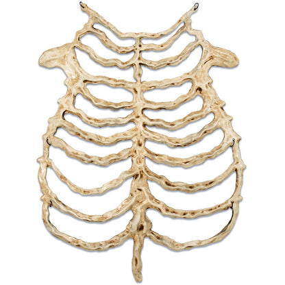Halloween Skeleton Chest Prop – Hollow Skull and Breastbone Frame Costume Accessory for Cosplay, Haunted Parties, Performances and Spooky Holiday Decor
