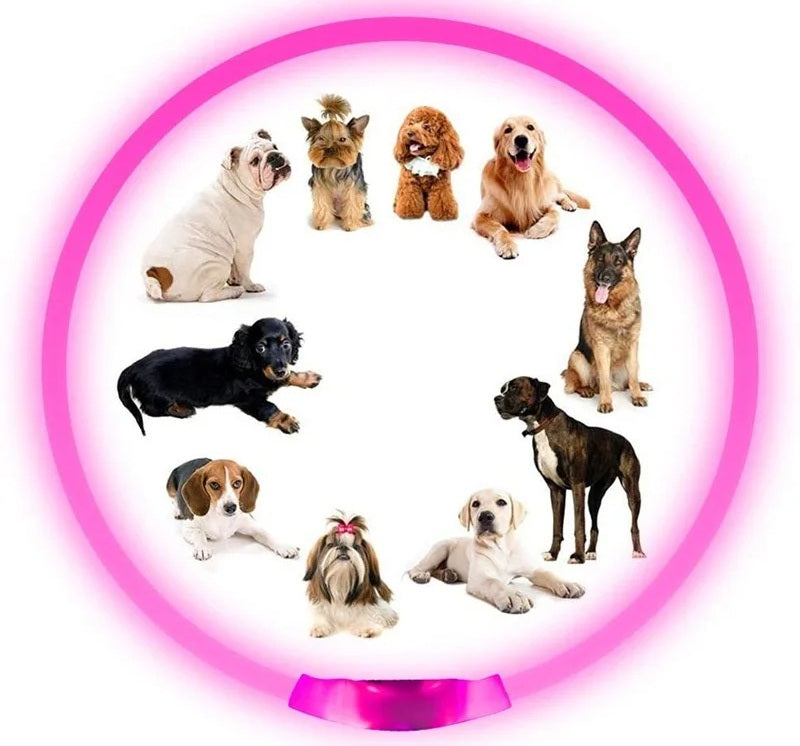 LED Dog Collar – USB Rechargeable Luminous Pet Collar with Adjustable Glow for Safe Night Walks & Anti-Loss Protection
