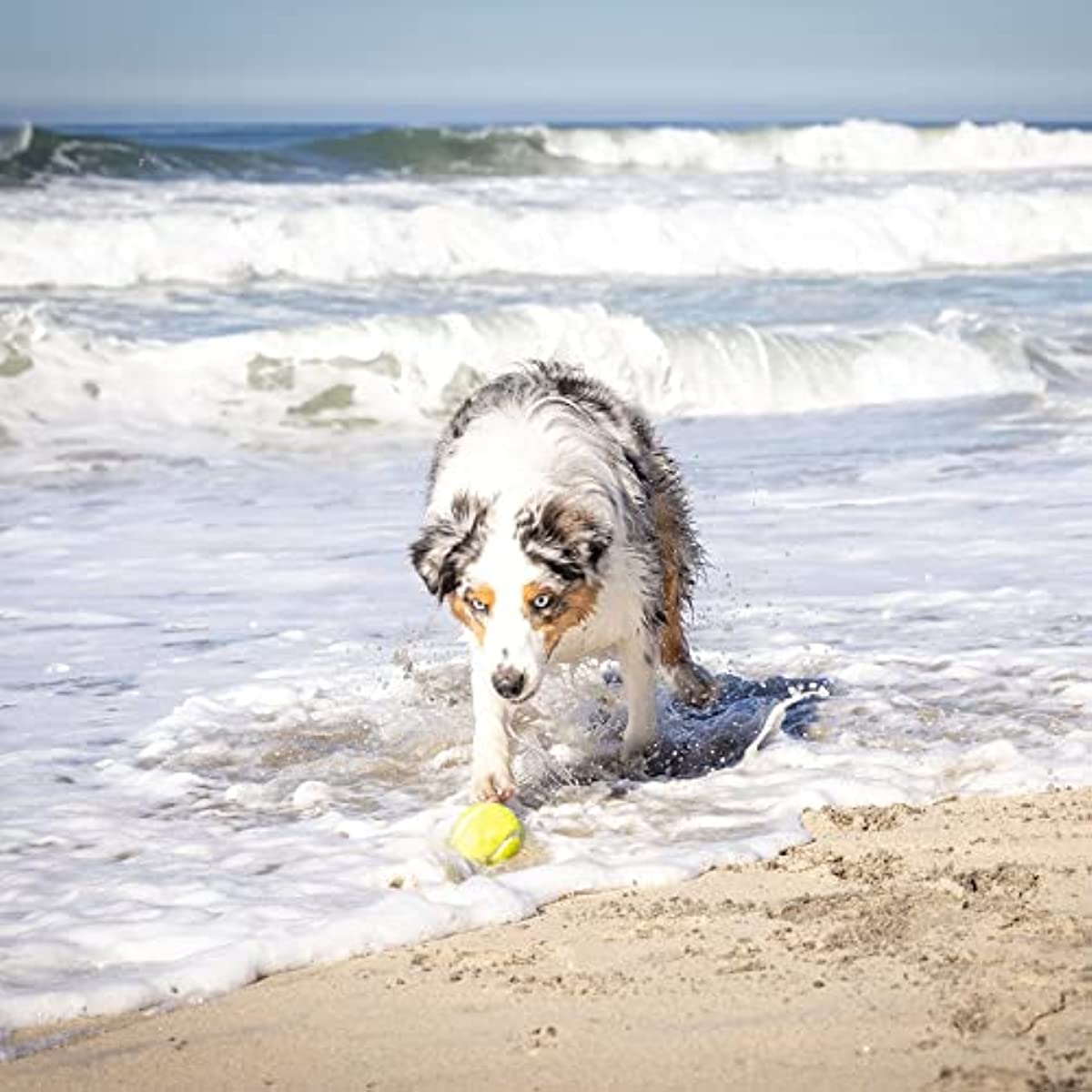 Dog Ball Launcher – Interactive Fetch Without the Arm Strain