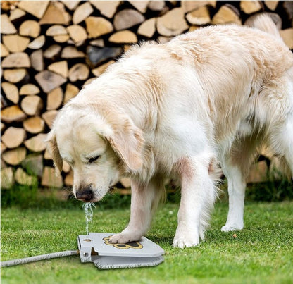 Dog Step On Water Fountain