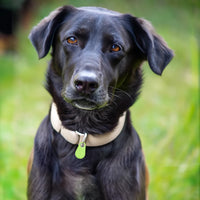 Pets Smart Waterproof GPS Tracker