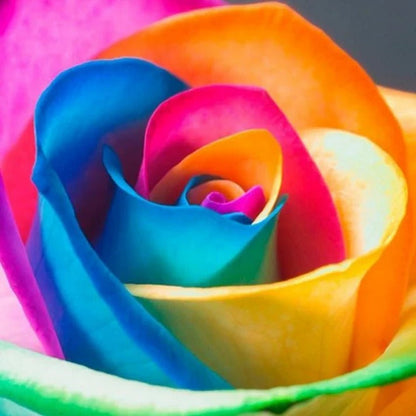 Rainbow Rose Seeds