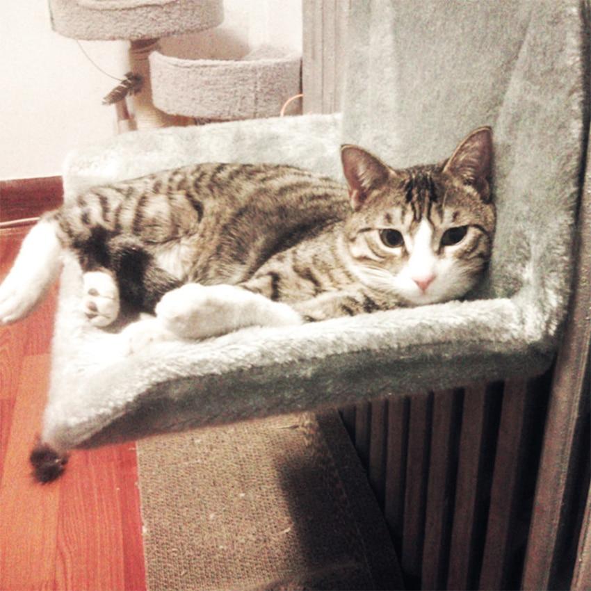 Instant Cat Hanging Bed Hammock - Pet Hammock Warm Resting Hanging Seat Lounge