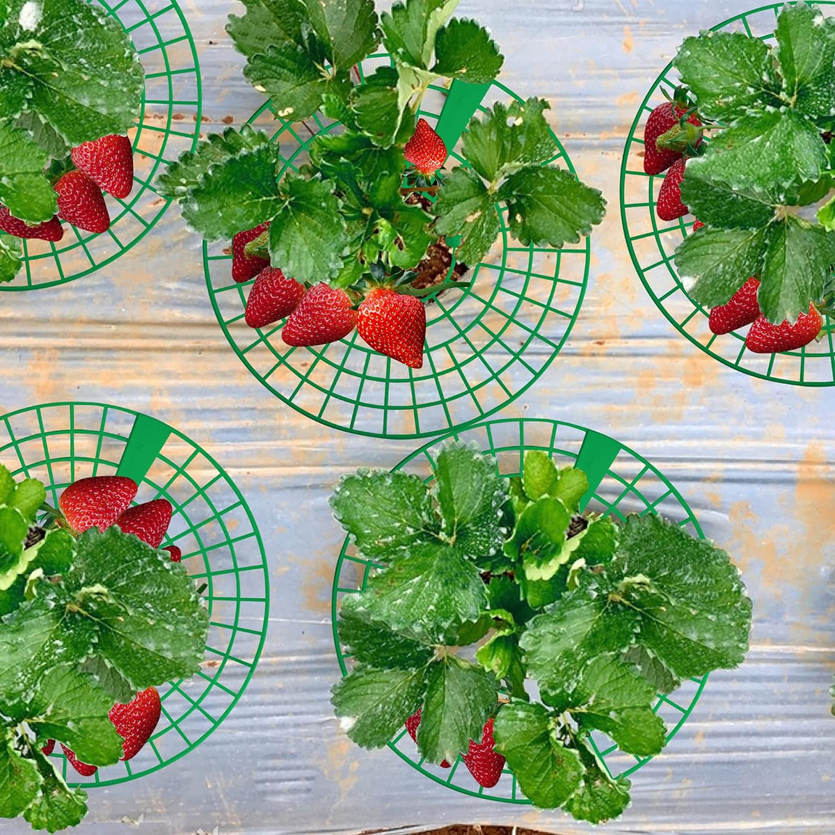 Strawberry Planting Frame -  Strawberry Pot Holder Tray Adjustable Strawberry Support Stand Plant Climbing Frame Preservative Tool