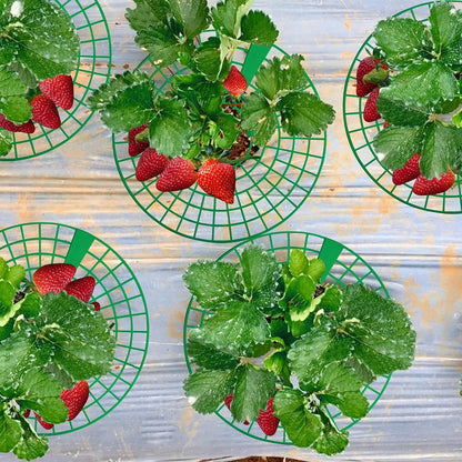Strawberry Planting Frame -  Strawberry Pot Holder Tray Adjustable Strawberry Support Stand Plant Climbing Frame Preservative Tool