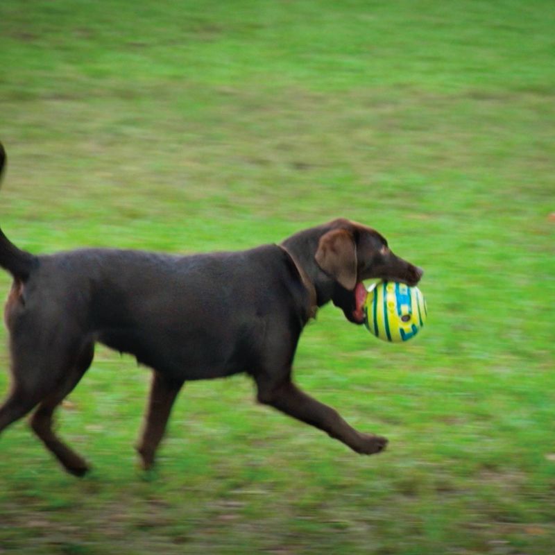 Wobble Wag Giggle Glow Ball - Interactive Dog Toy, Fun Giggle Sounds When Rolled or Shaken