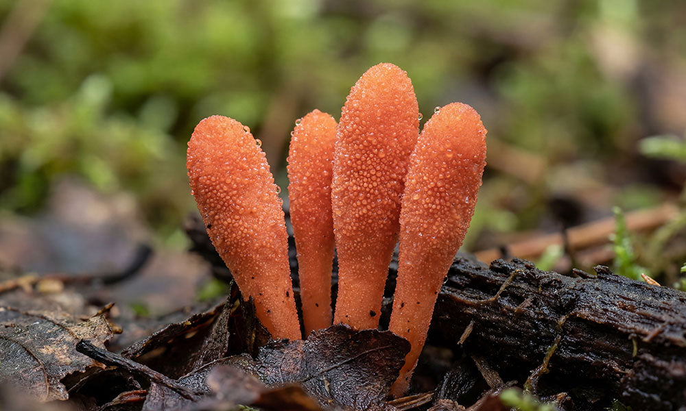Cordyceps