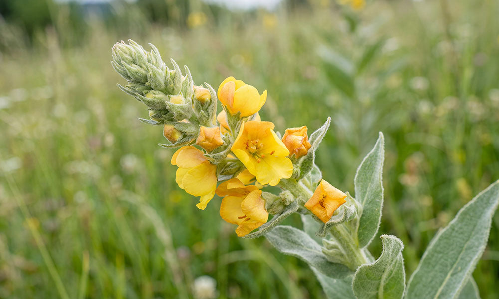Mullein Extract